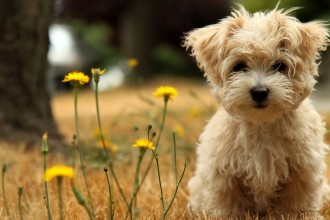 Dog Wallpapers , 7 Gorgeous Dog Pictures Free In Dog Category