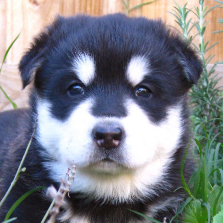 Dog , 7 Superb Dog Adoption Pictures : Dogs For Adoption