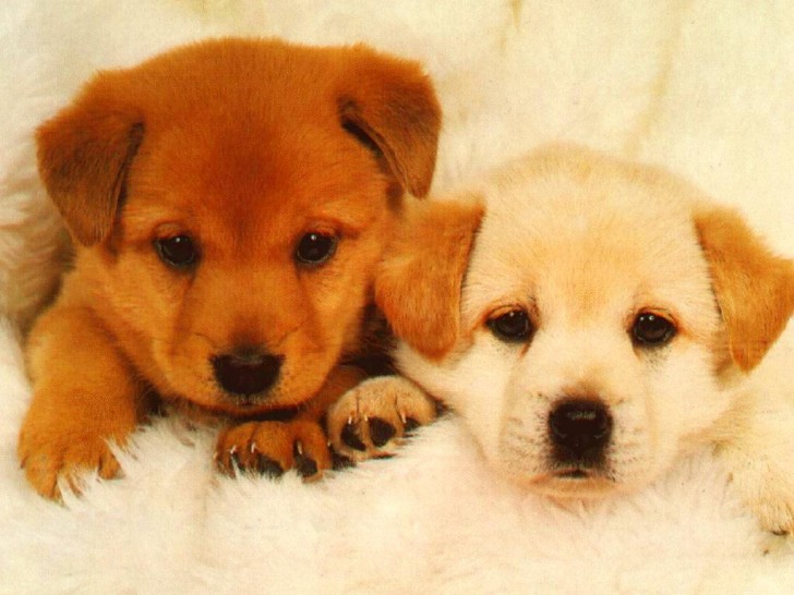 Dog , 7 Stunning Pictures Of Dogs And Puppys : Dogs My Puppies