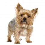 Find Out Information , 7 Amazing Dog Breeds With Pictures In Dog Category