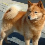Finnish Spitz Dog Breed , 7 Awesome Dogs Pictures And Breeds In Dog Category