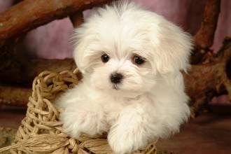 Fluffy Maltese Puppy Dogs , 7 Stunning Pictures Of Dogs And Puppys In Dog Category