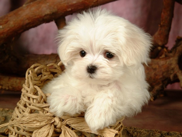 Dog , 7 Stunning Pictures Of Dogs And Puppys : Fluffy Maltese Puppy Dogs