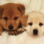 Free wallpapers dogs , 6 Awesome Dog Pictures To Print In Dog Category