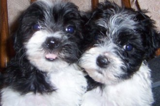Havanese Dog For Sale , 7 Popular Dog Pictures For Sale In Dog Category