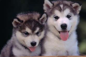 Husky Dogs , 6 Stunning Pictures Of Dogs In Dog Category