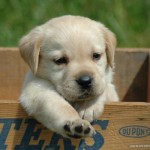 Labrador Retriever Puppies , 6 Awesome Dog Pictures To Print In Dog Category