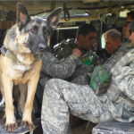 Military Dogs , 6 Unique Military Dog Pictures In Dog Category