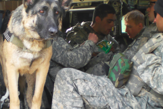 Military Dogs , 6 Unique Military Dog Pictures In Dog Category