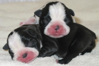 PUPPIES FOR SALE in Butterfly