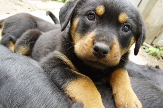 Rottweiler Puppies , 7 Popular Dogs For Sale Pictures In Dog Category