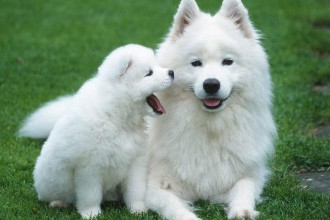 Samoyed , 7 Awesome Dogs Pictures And Breeds In Dog Category