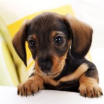 Small Dog Breed , 6 Awesome Tiny Dog Breeds List With Pictures In Dog Category