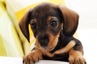 Small Dog Breed , 6 Awesome Tiny Dog Breeds List With Pictures In Dog Category