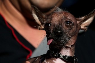 Ugliest Dog Contest in pisces