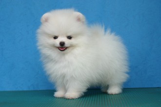 White Pomeranian , 5 Ultimate Free Pictures Of Dogs In Dog Category