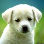  about dogs , 8 Popular Names And Pictures Of Dogs In Dog Category