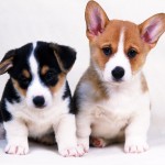animals dogs , 6 Awesome Dog Pictures To Print In Dog Category