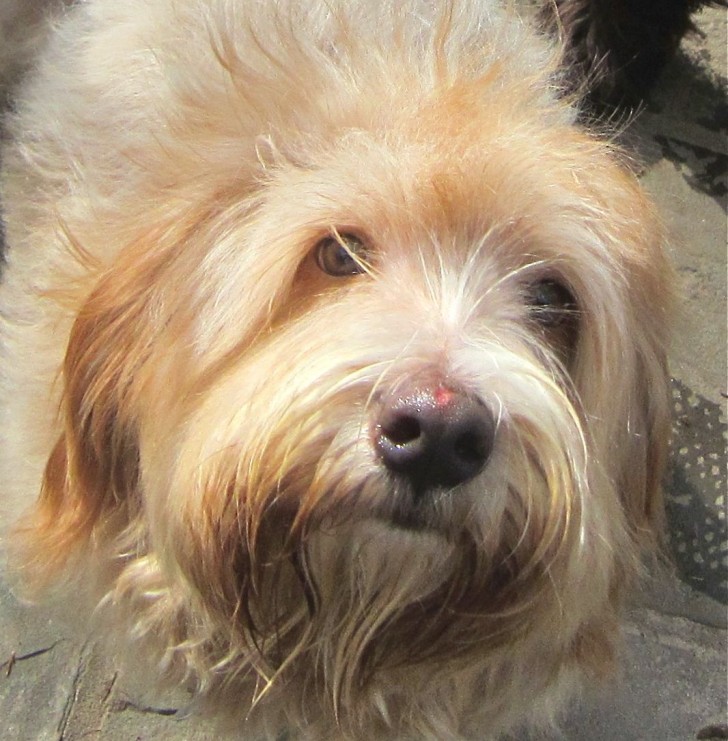 Dog , 7 Superb Dog Adoption Pictures :  Bichon Frise