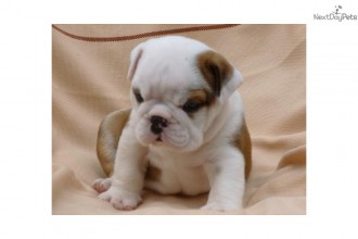 Bulldog Puppy Dog , 5 Fabulous Cute Dog Picture Frames In Dog Category