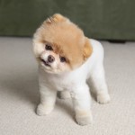 cute small dog breeds , 5 Hottest Small Dog Breeds And Pictures In Dog Category