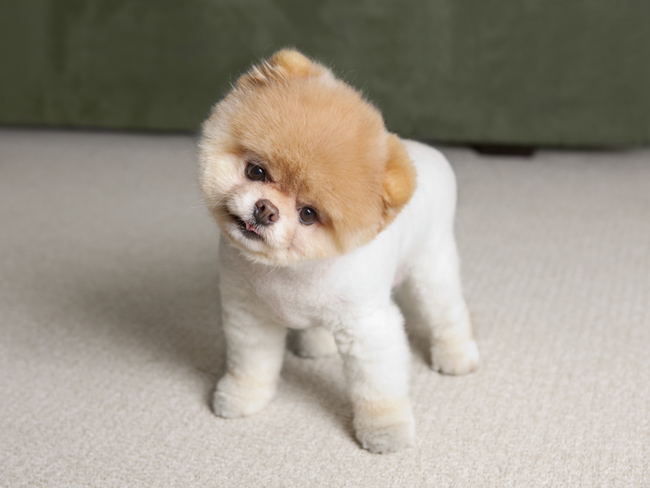 cute-small-dog-breeds-biological-science-picture-directory-pulpbits