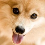 dog pictures cute , 4 Awesome Dog Picture Contest In Dog Category