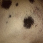 dog skin problems , 6 Unique Skin Allergies In Dogs Pictures In Dog Category
