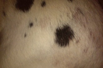 Dog Skin Problems , 6 Unique Skin Allergies In Dogs Pictures In Dog Category