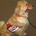  emotional support animal , 6 Superb Pictures Of Service Dogs In Dog Category