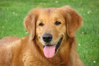  facts about dogs in Isopoda