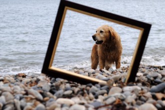 Labrador , 5 Fabulous Cute Dog Picture Frames In Dog Category