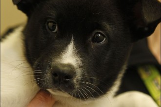  Labrador Retriever , 7 Superb Pictures Of Dogs For Adoption In Dog Category