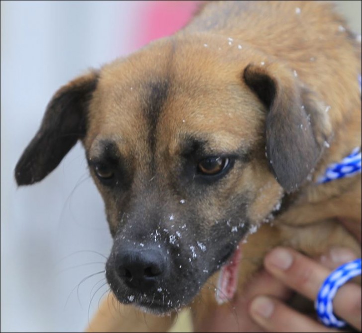Dog , 7 Superb Pictures Of Dogs For Adoption : Madison Dog Log