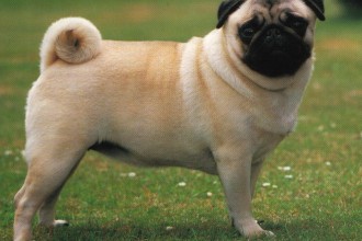 Pug Dog , 7 Top Picture On Dog In Dog Category