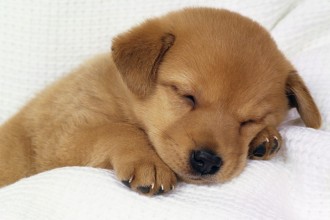  puppies for adoption in Scientific data