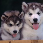 puppys wallpapers , 7 Gorgeous Dog Pictures Free In Dog Category