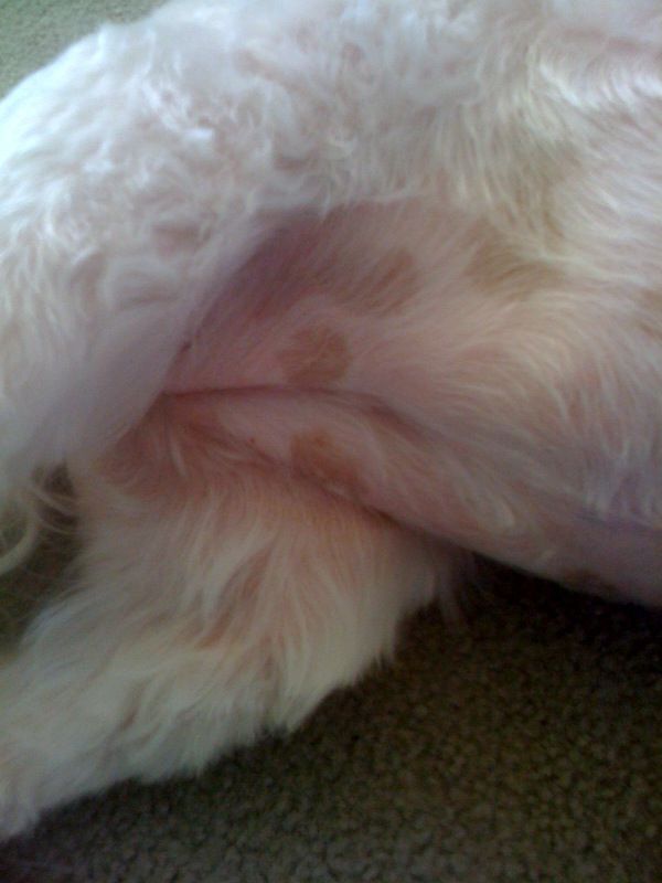 Dog , 6 Unique Skin Allergies In Dogs Pictures : Related To Dog Skin Allergy