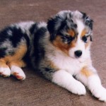 shepherd puppies , 7 Popular Dogs For Sale Pictures In Dog Category