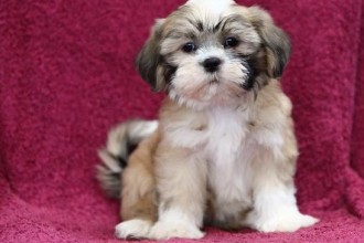 Shih Tzu Puppies , 7 Popular Pictures Of Dogs For Sale In Dog Category