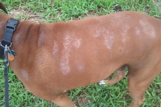  Skin Allergy In Dogs Pictures , 6 Unique Skin Allergies In Dogs Pictures In Dog Category