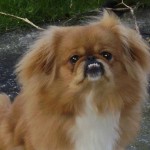 small dog breeds , 5 Hottest Small Dog Breeds And Pictures In Dog Category