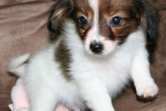 small dog breeds list in Butterfly