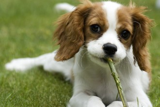  small dog breeds in Plants