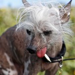 ugliest dog category , 6 Popular Dog Picture Contest 2013 In Dog Category
