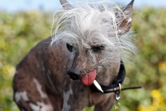 Ugliest Dog Category , 6 Popular Dog Picture Contest 2013 In Dog Category